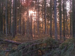 IMGP9499-Lav sol i skoven